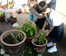 檳城幼兒園的學生為植物澆灌水分，讓它們茁壯成長，綠化環境。【攝影者：黃翊晴】